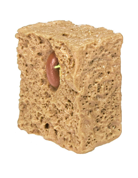 Figuras Educativas Ciclo de Vida Planta Frijol Verde Safari Ltd