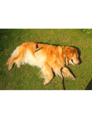 Cepillo de Aseo para Mascotas OCTCHOCO Extra Grande 14.99 cm