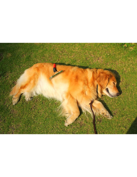 Cepillo de Aseo para Mascotas OCTCHOCO Extra Grande 14.99 cm