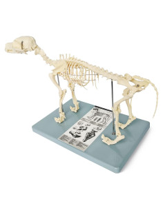 Modelo Esqueleto Canino Anatómico Wellden Pequeño 43x20x31cm