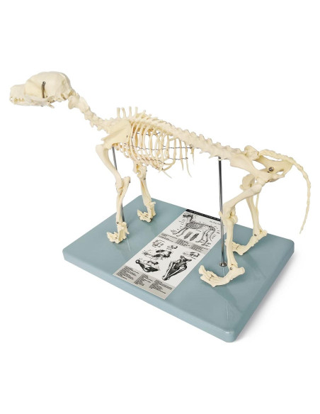 Modelo Esqueleto Canino Anatómico Wellden Pequeño 43x20x31cm