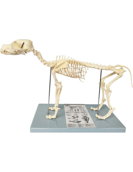 Modelo Esqueleto Canino Anatómico Wellden Pequeño 43x20x31cm