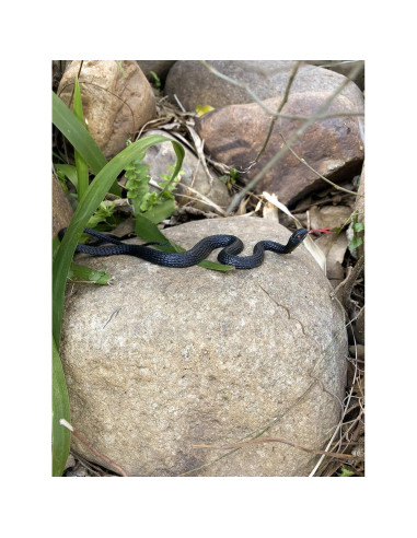 Juguete de Serpiente Falsa Realista HOHAJIU 10 PCS 24 cm