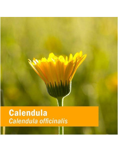 Aceite de Caléndula Orgánico Herb Pharm 30 ml - Uso Tópico 2