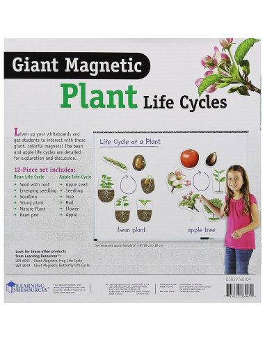 Ciclo de Vida de Plantas Magnético Gigante Learning Resources - 12 Piezas