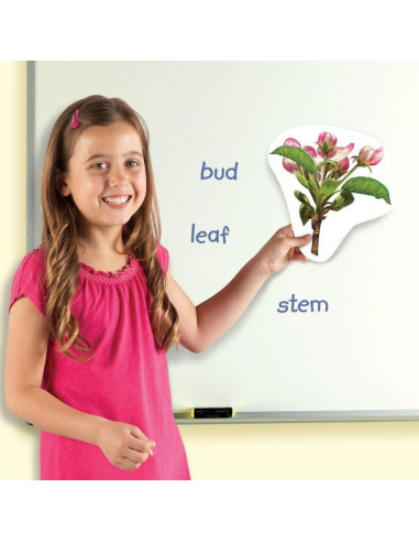 Ciclo de Vida de Plantas Magnético Gigante Learning Resources - 12 Piezas