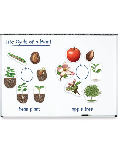 Ciclo de Vida de Plantas Magnético Gigante Learning Resources - 12 Piezas
