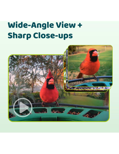 Comedero Inteligente Birdfy 2 con Cámara AI y Solar