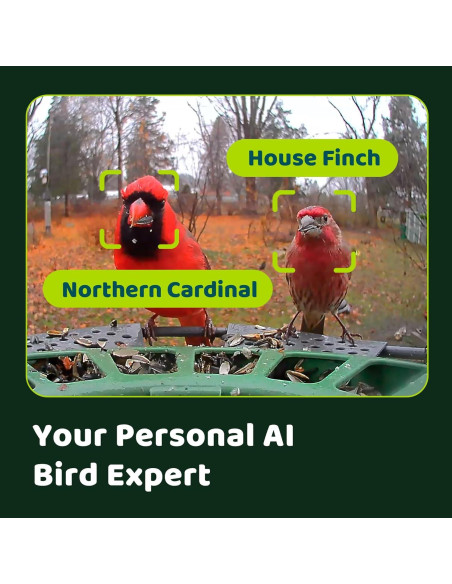 Comedero Inteligente Birdfy 2 con Cámara AI y Solar