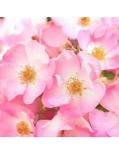 Crema para los Ojos Suavizante Weleda Rosa Silvestre 9 g 2