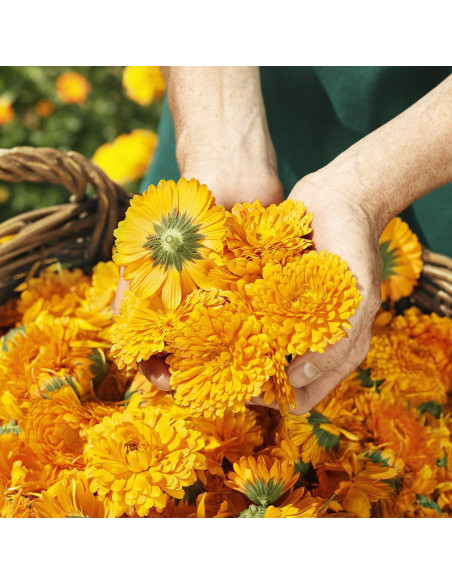 Crema para Bebé Weleda Caléndula 75 ml - Cuidado Piel Sensible