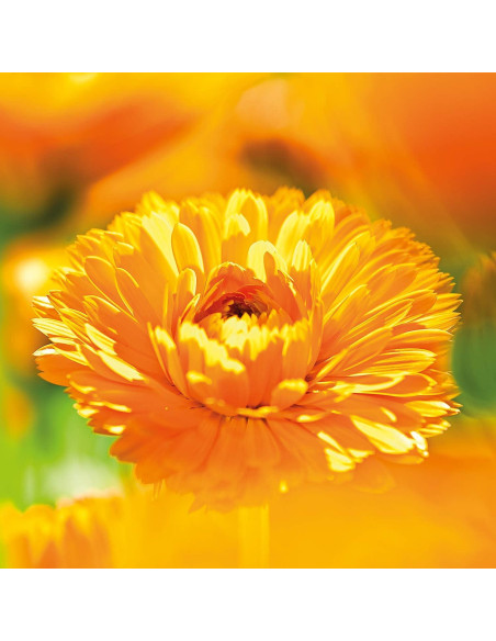 Crema para Bebé Weleda Caléndula 75 ml - Cuidado Piel Sensible