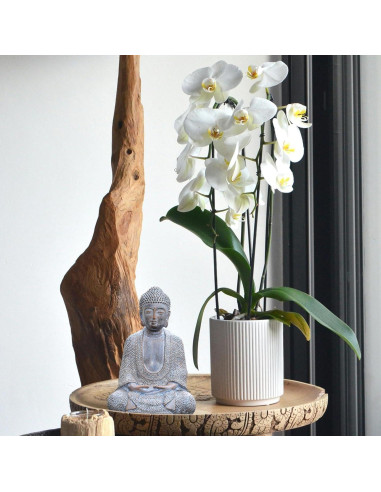 Estatua de Buda Tolatr de Resina 22 cm para Decoración Zen