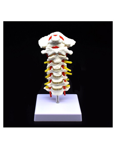 Modelo Anatómico Cervical XINDAM a Tamaño Real PVC