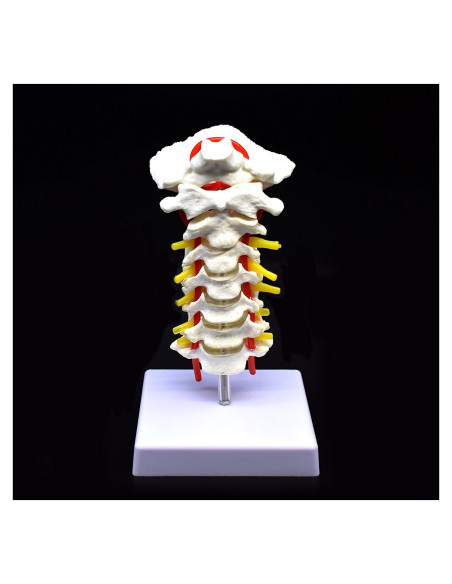 Modelo Anatómico Cervical XINDAM a Tamaño Real PVC