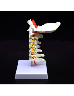 Modelo Anatómico Cervical XINDAM a Tamaño Real PVC 2
