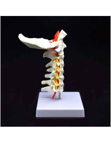 Modelo Anatómico Cervical XINDAM a Tamaño Real PVC