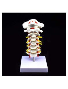 Modelo Anatómico Vertebra Cervical XINDAM a Tamaño Real