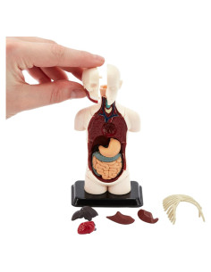 Modelo de Anatomía Humana 3D Kits de Medicina 32 Piezas