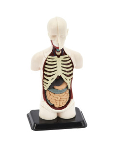 Modelo de Anatomía Humana 3D Kits de Medicina 32 Piezas 2
