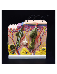 Modelo Anatómico de Piel Humana XINDAM 50X para Estudio