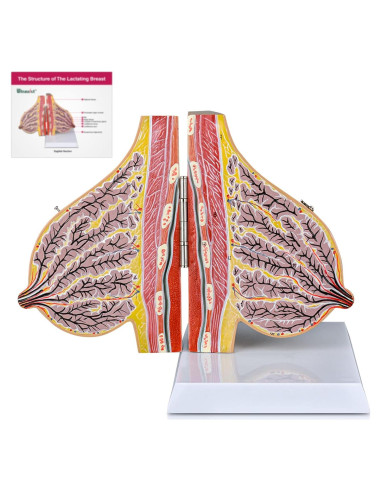 Modelo de Anatomía de Mama Lactante Ultrassist con Tarjeta