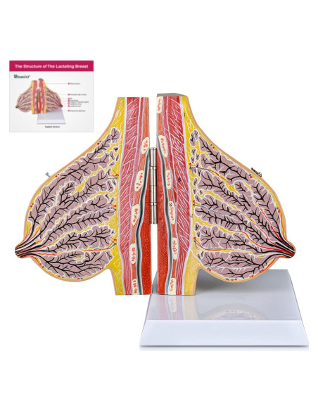 Modelo de Anatomía de Mama Lactante Ultrassist con Tarjeta