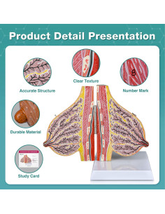 Modelo de Anatomía de Mama Lactante Ultrassist con Tarjeta 2