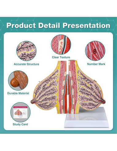 Modelo de Anatomía de Mama Lactante Ultrassist con Tarjeta