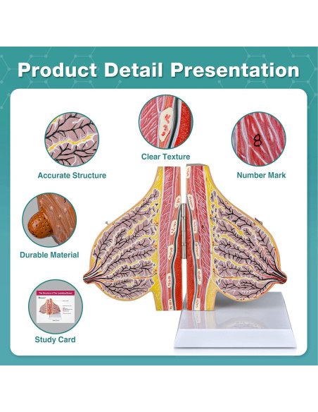 Modelo de Anatomía de Mama Lactante Ultrassist con Tarjeta