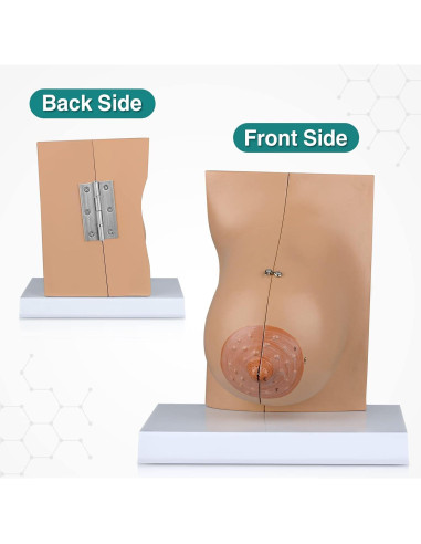 Modelo de Anatomía de Mama Lactante Ultrassist con Tarjeta