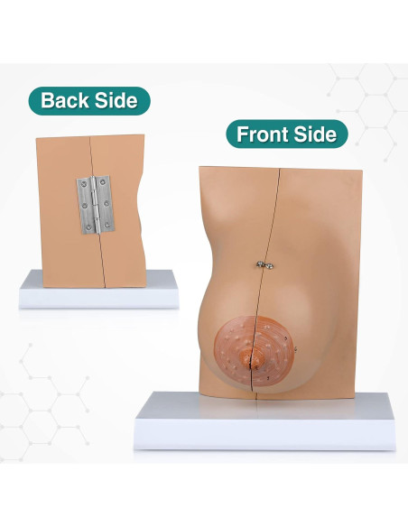 Modelo de Anatomía de Mama Lactante Ultrassist con Tarjeta