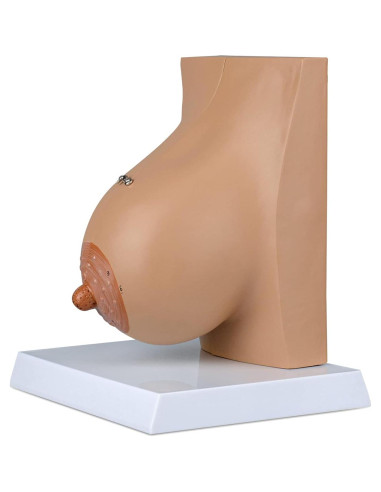 Modelo de Anatomía de Mama Lactante Ultrassist con Tarjeta