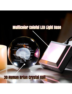 Bola de Cristal 3D Cerebro Humano 8 cm Ornalrist con Base LED 2