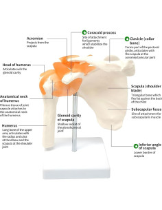 Modelo Anatómico de Articulación del Hombro Lewitools 2