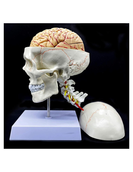 Modelo Anatómico Cráneo Humano con Cerebro y Vértebras Cervicales