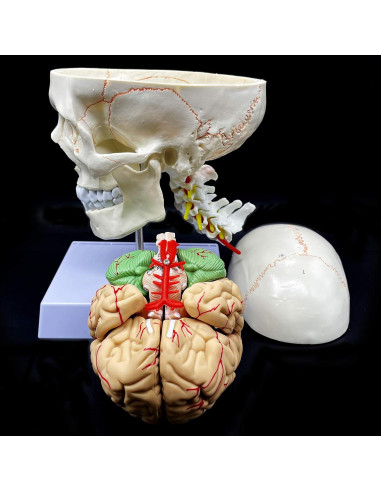 Modelo Anatómico Cráneo Humano con Cerebro y Vértebras Cervicales