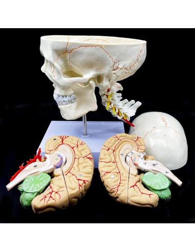 Modelo Anatómico Cráneo Humano con Cerebro y Vértebras Cervicales