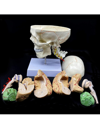 Modelo Anatómico Cráneo Humano con Cerebro y Vértebras Cervicales