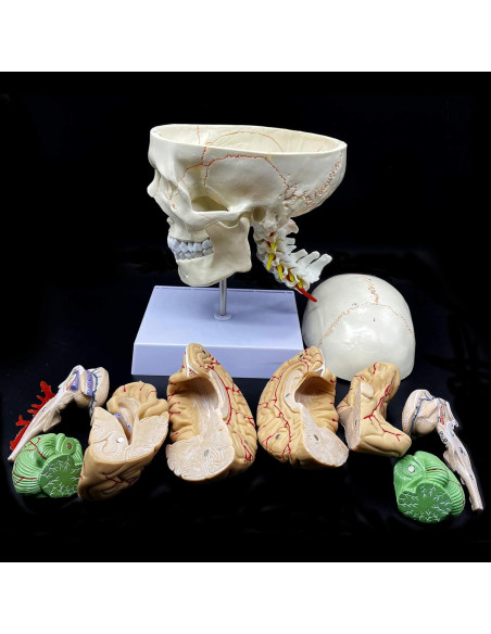 Modelo Anatómico Cráneo Humano con Cerebro y Vértebras Cervicales