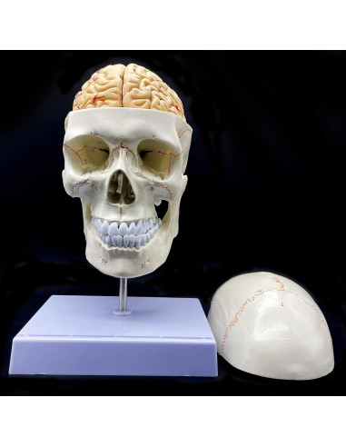 Modelo Anatómico Cráneo Humano con Cerebro y Vértebras Cervicales