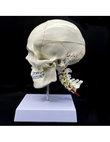 Modelo Anatómico Cráneo Humano con Cerebro y Vértebras Cervicales