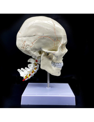 Modelo Anatómico Cráneo Humano con Cerebro y Vértebras Cervicales