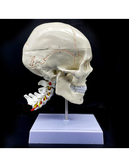 Modelo Anatómico Cráneo Humano con Cerebro y Vértebras Cervicales