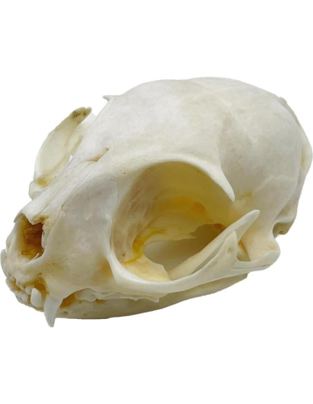 Cráneo de Gato Real - Especimen de Taxidermia iBedding