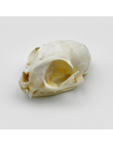 Cráneo de Gato Real - Especimen de Taxidermia iBedding