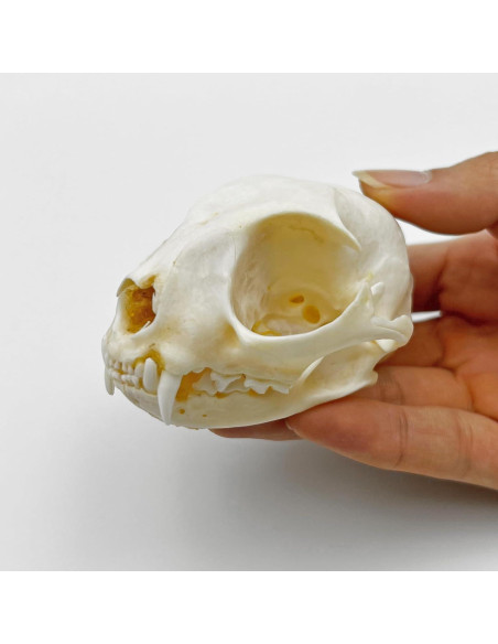 Cráneo de Gato Real - Especimen de Taxidermia iBedding