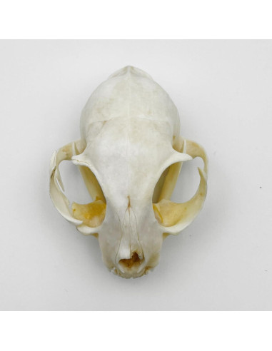 Cráneo de Gato Real - Especimen de Taxidermia iBedding