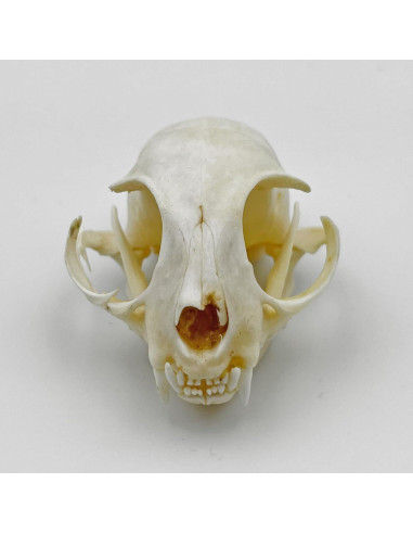 Cráneo de Gato Real - Especimen de Taxidermia iBedding