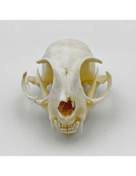 Cráneo de Gato Real - Especimen de Taxidermia iBedding